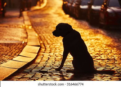 Silhouette Of The Dog On The Street At Sunset.