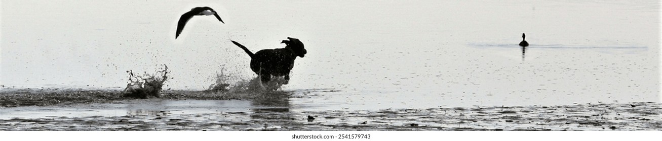 A silhouette of a dog running in shallow waters of a sea. - Powered by Shutterstock