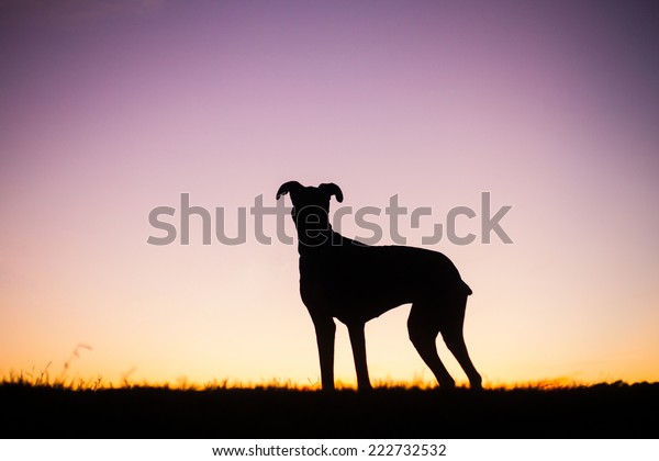 Silhouette Dog Sunset Stock Photo (Edit Now) 222732532