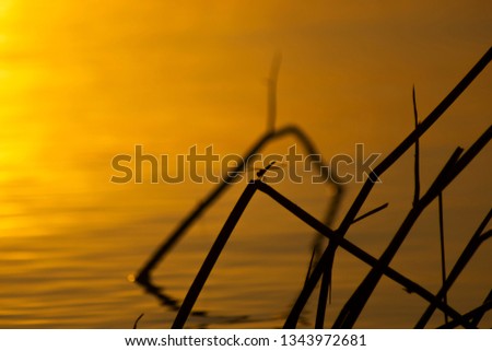 Foto Bild Libelle im Abendlicht