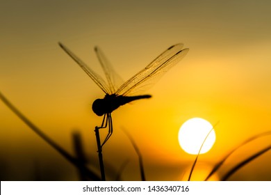 2,812 Dragonfly sunset Images, Stock Photos & Vectors | Shutterstock