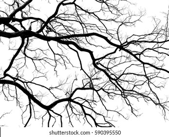 Silhouette dry branch tree