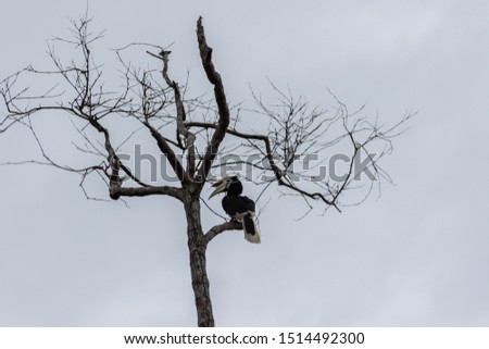 Similar – Image, Stock Photo alone Tree Man Winter