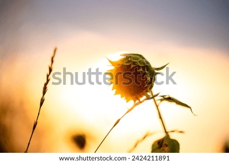 Silhouette of a dry sunflower against the sunset sky and the sun. Beautiful later summer landscape. Sunflower shadow in front of the sunset. High quality photo