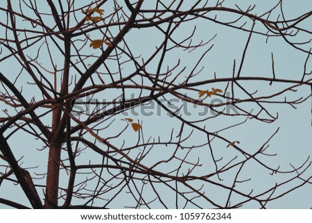 Similar – Foto Bild Meisenwinter (bunt) Vogel