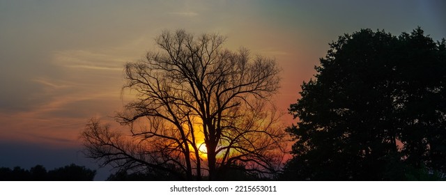 Silhouette Of A Dry Tree Against The Sky During Sunset. Spring. Web Banner.