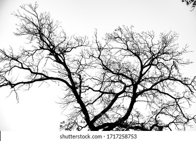 silhouette of dry tree branches seen in the sky