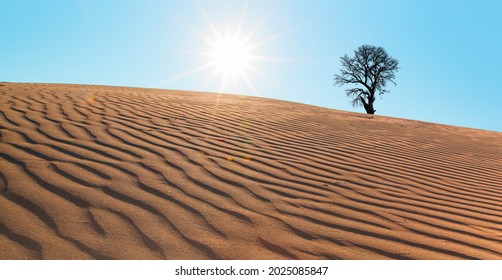 Silhouette Of Dry Tree In Desert Of San Dune At Sunset