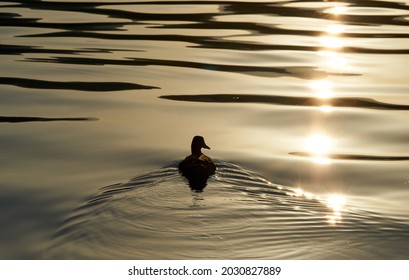 The silhouette of duck in a water at the sunset. High quality photo