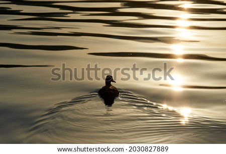 The silhouette of duck in a water at the sunset. High quality photo