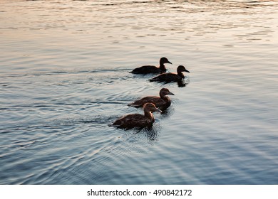 Silhouette Of Ducks In A Row On The Water