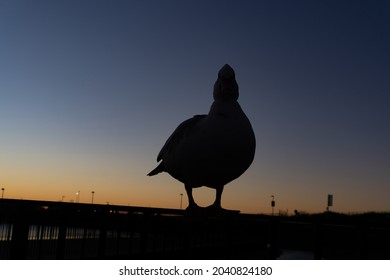 Silhouette Of Ducks At Sunrise Perched On The Fence Of A Lake In A City Park