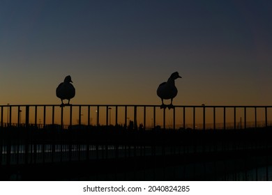 Silhouette Of Ducks At Sunrise Perched On The Fence Of A Lake In A City Park