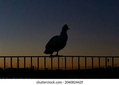 Silhouette Of Ducks At Sunrise Perched On The Fence Of A Lake In A City Park