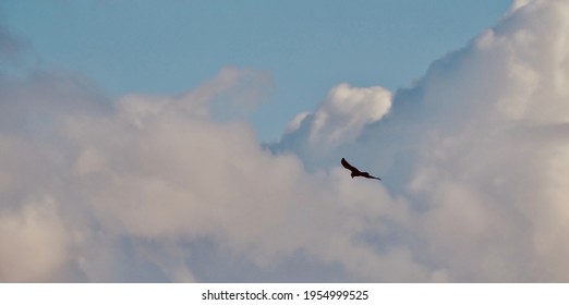 Spread eagle silhouette Stock Photos, Images & Photography | Shutterstock