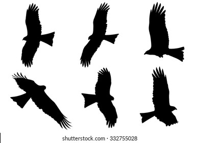 Silhouette of Eagles - Black Kite