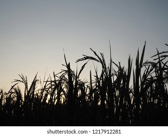 稲穂 シルエット Stock Photos Images Photography Shutterstock