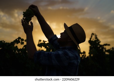 Silhouette of a farmer holding a wine grape against the sunset... - Powered by Shutterstock