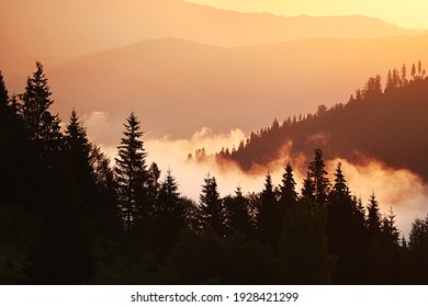 Silhouette of fir trees and mountains in the fog at dawn. Vintage hipster background. Natural mountain forest background. - Powered by Shutterstock