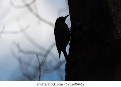 Silhouette of a flickr pecking on a tree.