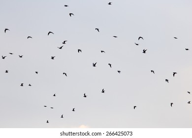 silhouette of a flock of birds in the blue sky - Shutterstock ID 266425073