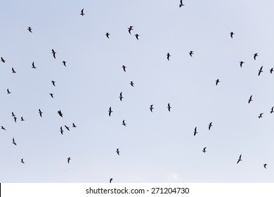 silhouette of a flock of birds in the blue sky - Shutterstock ID 271204730
