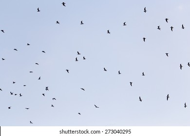 silhouette of a flock of birds in the blue sky - Shutterstock ID 273040295