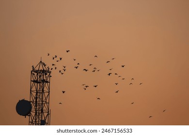 silhouette of flock of birds flying on communication tower against sunset sky. Birds in Action. Danger - Powered by Shutterstock