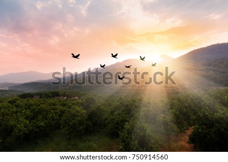 Silhouette flock of birds flying over the valley on  sunbeam twilight sky at sunset.
Birds flying.
The freedom of birds in nature,freedom concept.