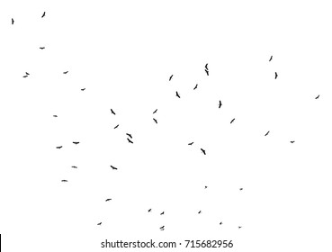 silhouette of flock of birds isolated on white background - Shutterstock ID 715682956