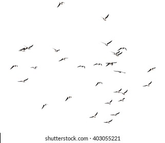 Silhouette Flock Birds On White Background Stock Photo 403055221 ...