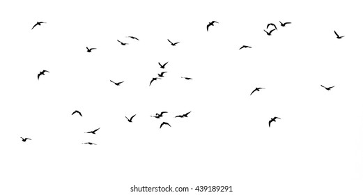 silhouette of a flock of birds on a white background - Shutterstock ID 439189291