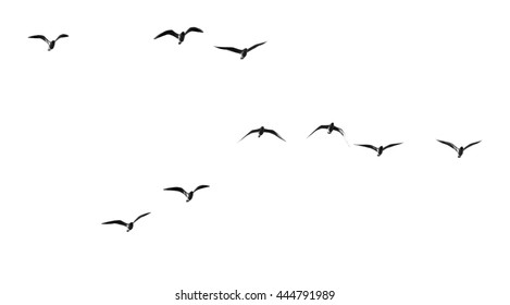 Silhouette Of A Flock Of Birds On A White Background