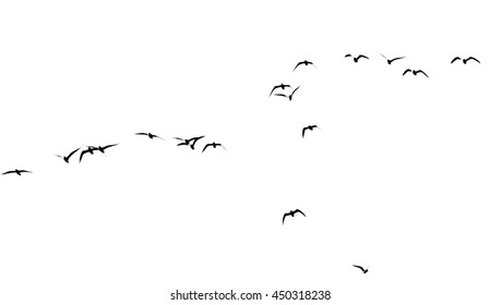 silhouette of a flock of birds on a white background - Shutterstock ID 450318238