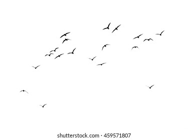 Silhouette Of A Flock Of Birds On A White Background