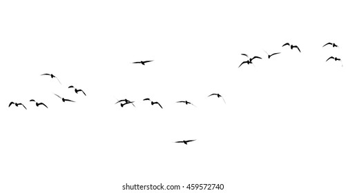 silhouette of a flock of birds on a white background - Shutterstock ID 459572740