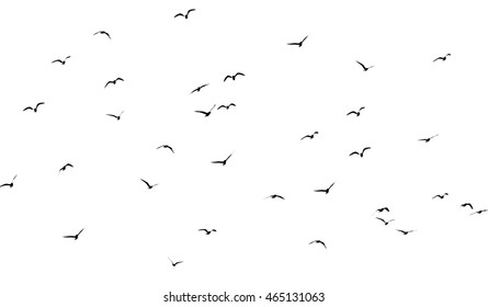 Silhouette Of A Flock Of Birds On A White Background