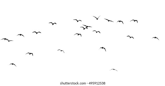 silhouette of a flock of birds on a white background - Shutterstock ID 495912538