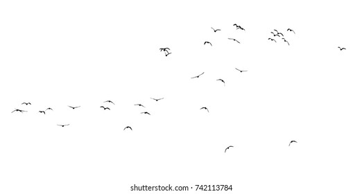 Silhouette Flock Birds On White Background Stock Photo 742113784 ...