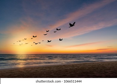 Silhouette flock of birds in v shaped flying over the sea at sunset.Birds flying in autumn equinox day.
The freedom of birds,freedom concept.