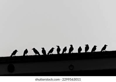 Silhouette of a flock of crows perched on the roof.