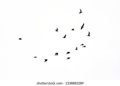 Tern Silhouette Images, Stock Photos & Vectors | Shutterstock