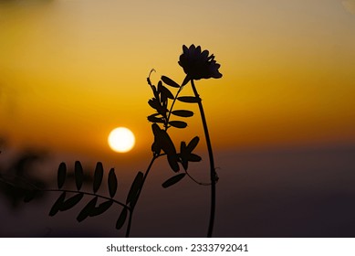 Silhouette flower with sunset in the background. - Powered by Shutterstock
