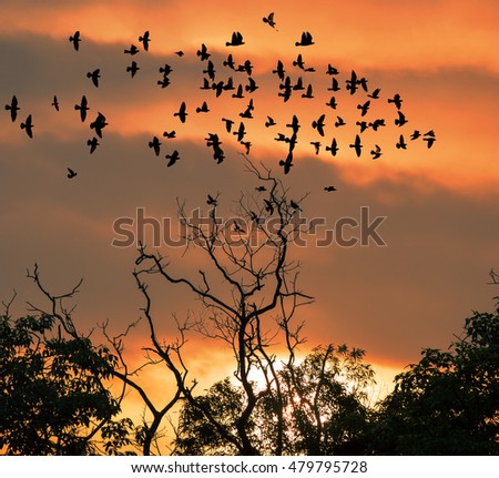silhouette of flying birds on sunset sky background