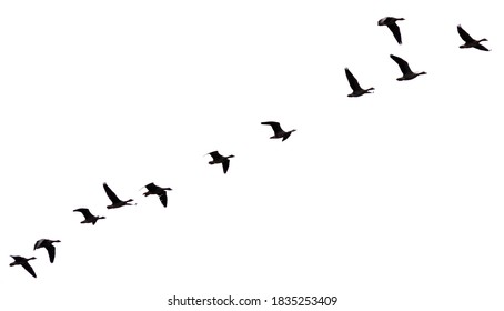 Silhouette Flying Duck Bird From Side On White Background