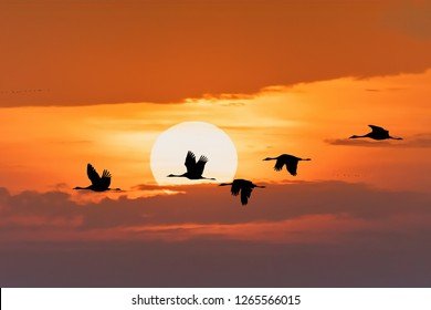 silhouette of flying flock of Common Crane on morning sky, migration in the Hortobagy National Park, Hungary, puszta is famous ecosystems in Europe and UNESCO World Heritage Site - Powered by Shutterstock