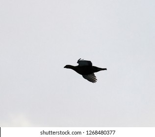 The Silhouette Of A Flying Grouse, Black Game (Lyrurus Tetrix)