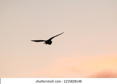 Silhouette Of Flying Wild Barn Owl Hunting At Sunset Time In Beautiful Light In The Natural Habitat In Yorkshire Dales, UK.