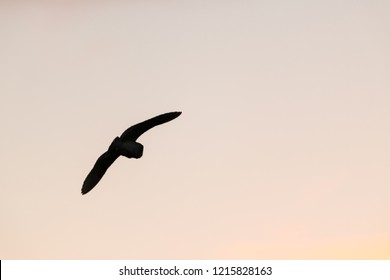 Silhouette Of Flying Wild Barn Owl Hunting At Sunset Time In Beautiful Light In The Natural Habitat In Yorkshire Dales, UK.