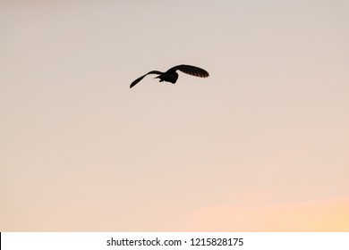 Silhouette Of Flying Wild Barn Owl Hunting At Sunset Time In Beautiful Light In The Natural Habitat In Yorkshire Dales, UK.